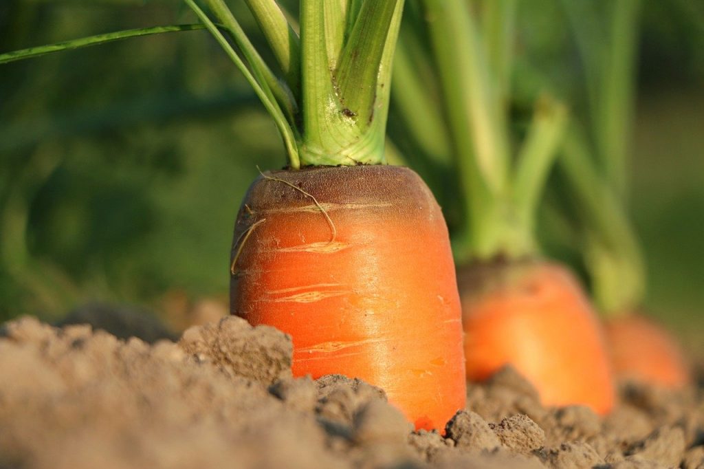 carrot, growth, vegetables